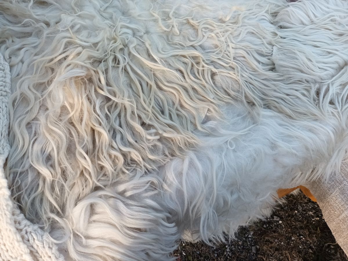 Dođite po besplatnu neopranu vunu krčke pramenke na Treskavcu