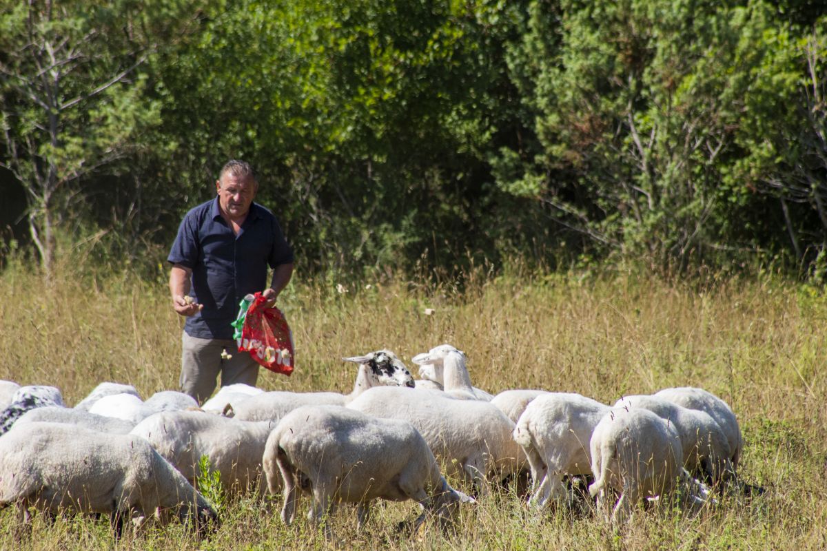 Uspješno proveden natječaj za mjere zaštite stada za Malinsku-Dubašnicu