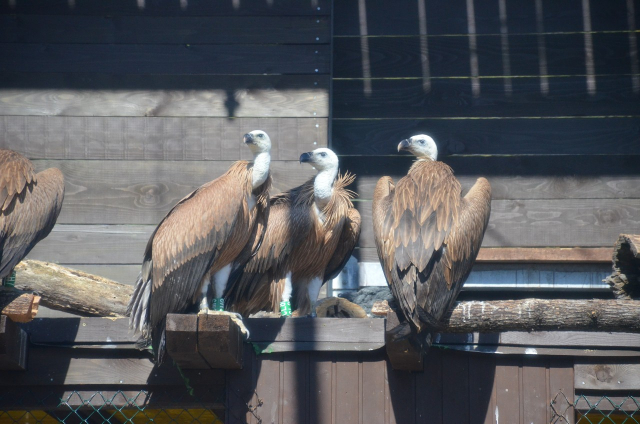 Prvo javno predstavljanje projekta 'LIFE SUPPORT' za očuvanje bjeloglavog supa